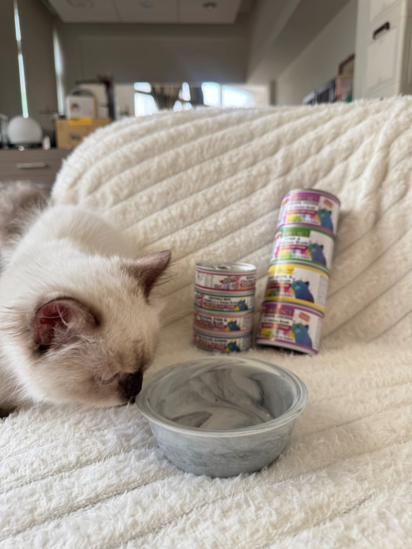 女人知己試用大隊,口碑行銷,部落客行銷,PURRFACT 波菲特貓用主食罐,主食罐,PURRFACT波菲特,貓主食罐,貓罐,PURRFACT波菲特貓用主食罐,魚肉蔓越莓主食罐,鮮嫩雞主食罐,鹿肉雞肉主食罐,牛肉鵪鶉貓主食罐,干貝蠶蛹配方,鱷魚肉白木耳配方,雞肉魚肉配方,安心鶉配方,評價,體驗,適口性佳,心得,成貓適用,高齡貓適用,質地是慕絲狀